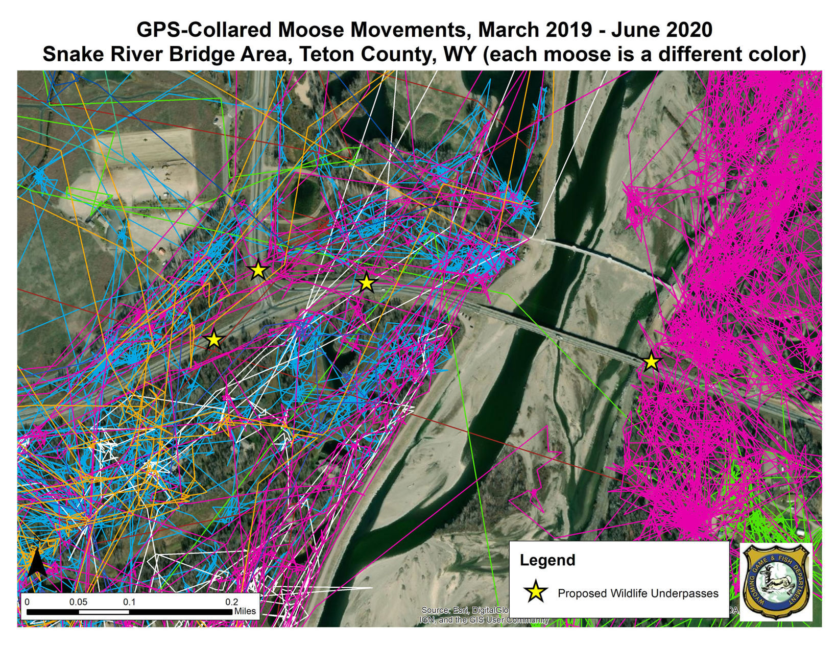 Collared moose movement map